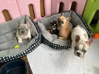 ROCKY ROAD🍫🍨, a female French Bulldog for sale in Fort Wayne, IN – 3 of 4
