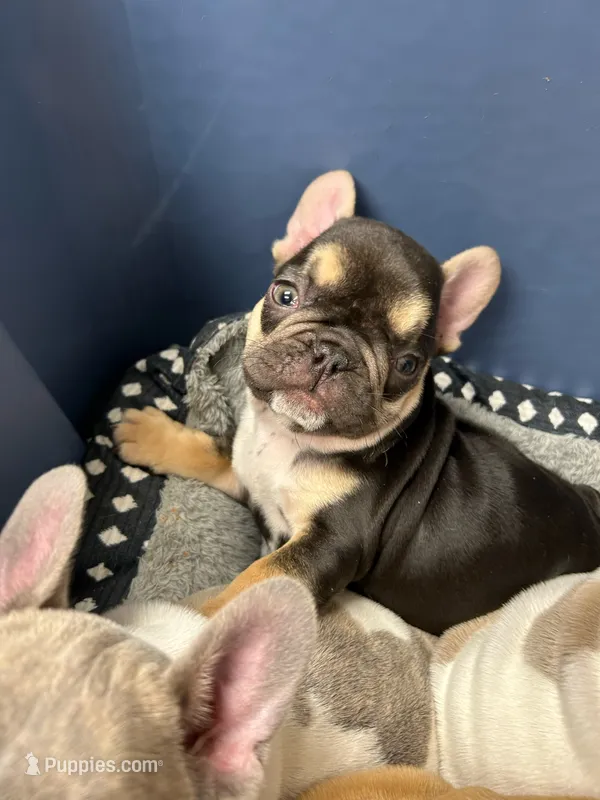 ROCKY ROAD🍫🍨 – French Bulldog puppy for sale in Fort Wayne, IN