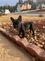 Velvet , a female French Bulldog for sale in Dallas, GA – Photo 1 of 4