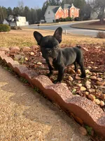 Velvet , a female French Bulldog for sale in Dallas, GA – Photo 2 of 4