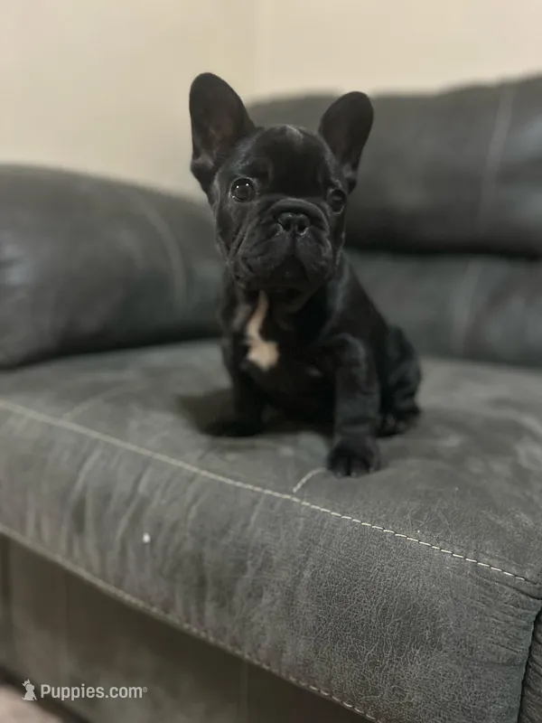 Sugar, a female French Bulldog for sale in Dallas, GA – Photo 1 of 5