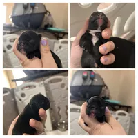 Velvet , a female French Bulldog for sale in Dallas, GA – Photo 4 of 4