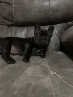 Sugar, a female French Bulldog for sale in Dallas, GA – Photo 3 of 5