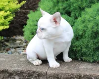 Luna, a female French Bulldog for sale in Dallas, GA – Photo 2 of 2