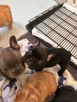 Velvet , a female French Bulldog for sale in Dallas, GA – Photo 3 of 4