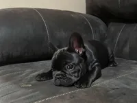 Sugar, a female French Bulldog for sale in Dallas, GA – Photo 5 of 5