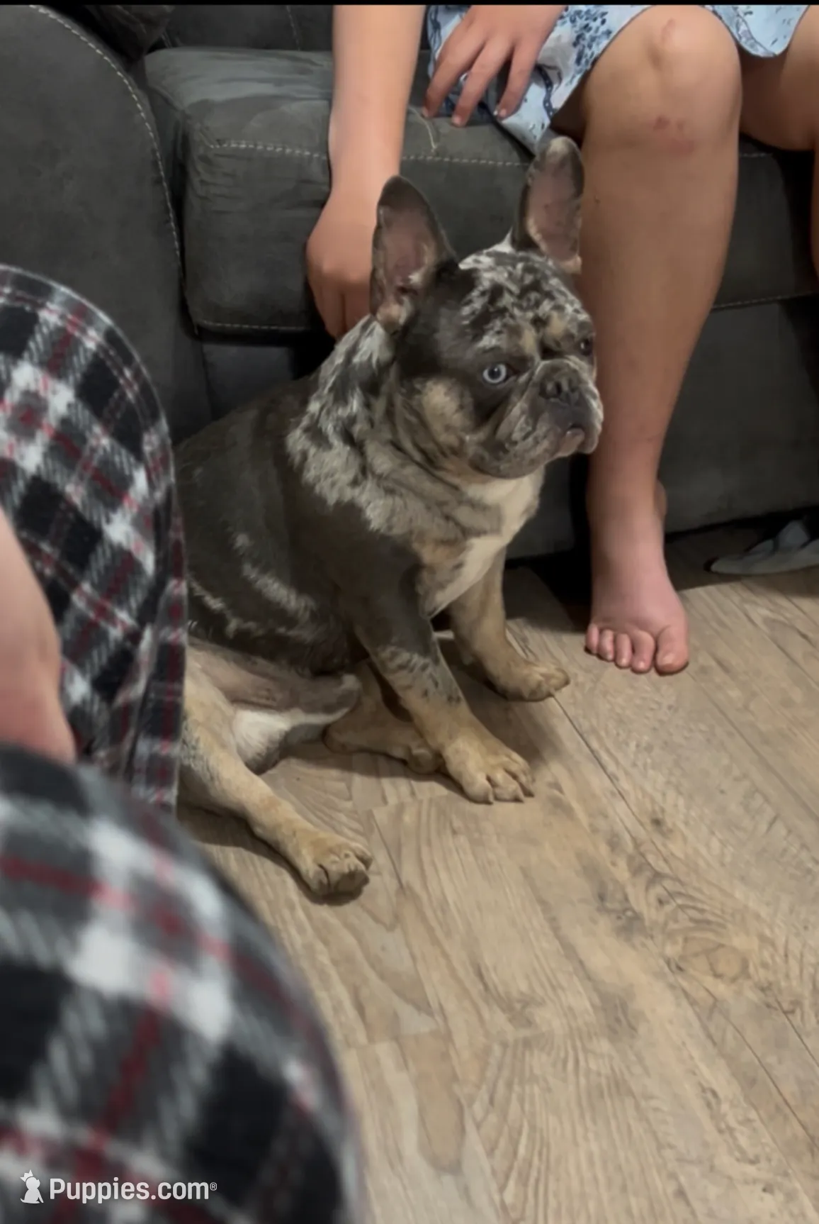 Kratos, a male French Bulldog for sale in Dallas, GA – Photo 2 of 3