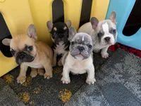 ROCKY ROAD🍫🍨, a female French Bulldog for sale in Fort Wayne, IN – 2 of 4