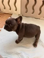 Cupid, a male French Bulldog for sale in Dallas, GA – Photo 4 of 5