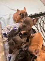 Cupid, a male French Bulldog for sale in Dallas, GA – Photo 2 of 5