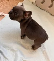 Cupid, a male French Bulldog for sale in Dallas, GA – Photo 3 of 5