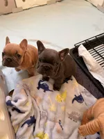 Cupid, a male French Bulldog for sale in Dallas, GA – Photo 1 of 5