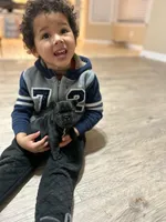 Sugar, a female French Bulldog for sale in Dallas, GA – Photo 5 of 8