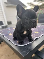 Sugar, a female French Bulldog for sale in Dallas, GA – Photo 1 of 8