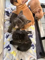 Sugar, a female French Bulldog for sale in Dallas, GA – Photo 7 of 8