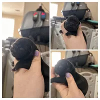 Sugar, a female French Bulldog for sale in Dallas, GA – Photo 8 of 8