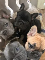 Sugar, a female French Bulldog for sale in Dallas, GA – Photo 4 of 8