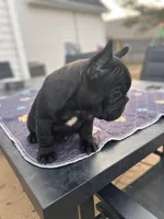 Sugar, a female French Bulldog for sale in Dallas, GA – Photo 2 of 8
