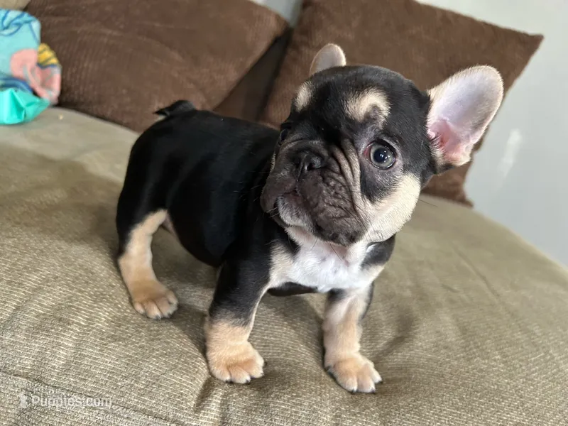 ROCKY ROAD🍫🍨 – French Bulldog puppy for sale in Fort Wayne, IN