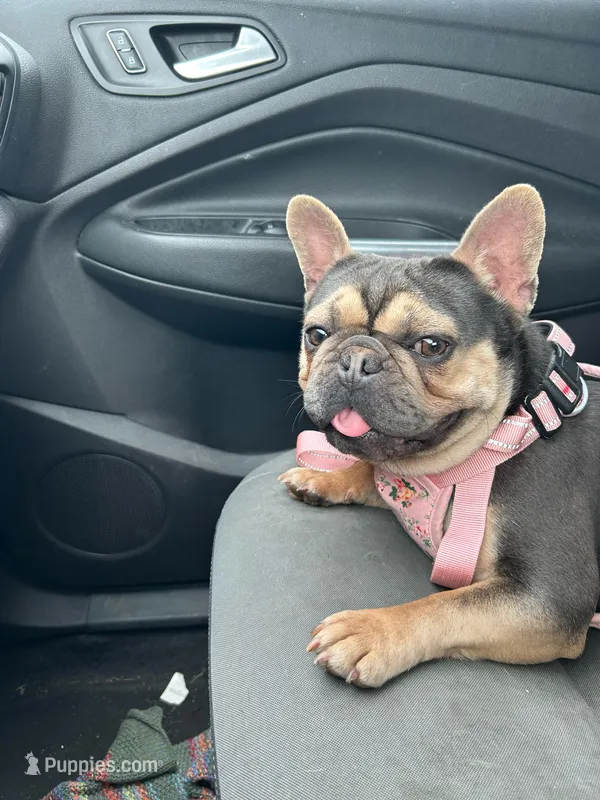 Chi Chi – French Bulldog puppy for sale in Fort Wayne, IN