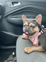 Chi Chi, a female French Bulldog for sale in Fort Wayne, IN – 1 of 3