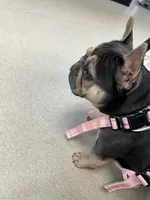 Chi Chi, a female French Bulldog for sale in Fort Wayne, IN – 3 of 3