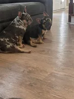 Chi Chi, a female French Bulldog for sale in Fort Wayne, IN – 2 of 3