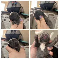 Truffle, a male French Bulldog for sale in Dallas, GA – Photo 7 of 7