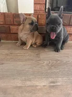 Truffle, a male French Bulldog for sale in Dallas, GA – Photo 3 of 7