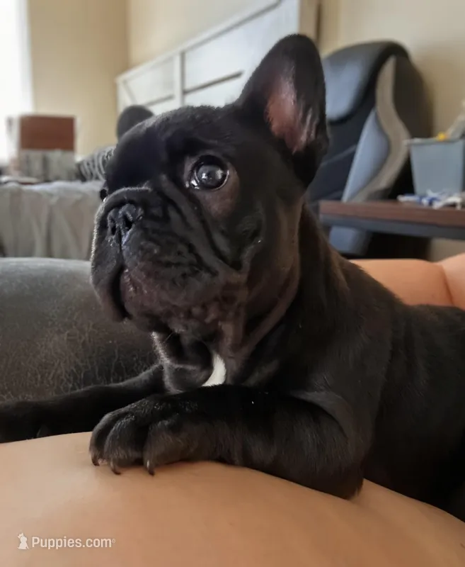 Sugar – French Bulldog puppy for sale in Fort Wayne, IN