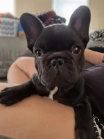 Sugar, a female French Bulldog for sale in Fort Wayne, IN – Photo 3 of 3
