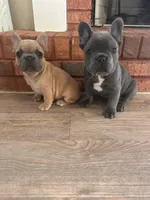 Truffle, a male French Bulldog for sale in Dallas, GA – Photo 4 of 7