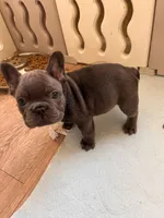 Truffle, a male French Bulldog for sale in Dallas, GA – Photo 5 of 7