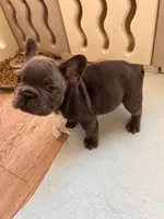 Truffle, a male French Bulldog for sale in Dallas, GA – Photo 6 of 7