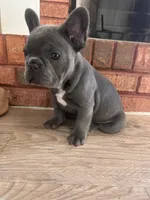 Truffle, a male French Bulldog for sale in Dallas, GA – Photo 2 of 7