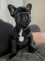 Sugar, a female French Bulldog for sale in Fort Wayne, IN – Photo 2 of 3