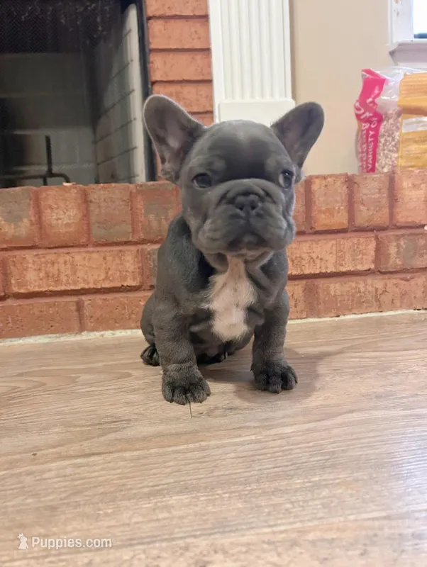 Cupid , a male French Bulldog for sale in Dallas, GA – Photo 1 of 2