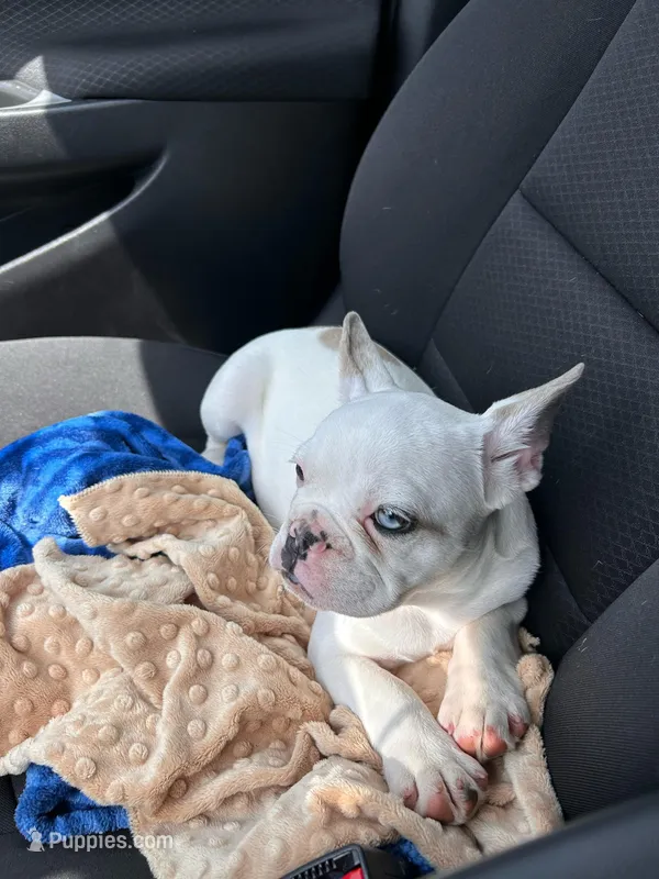 Luna, a female French Bulldog for sale in Dallas, GA – Photo 1 of 2