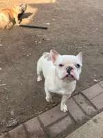 Luna, a female French Bulldog for sale in Dallas, GA – Photo 2 of 2