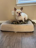 Luna, a female French Bulldog for sale in Dallas, GA – Photo 2 of 2