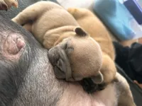 Marshmallow , a female French Bulldog for sale in Dallas, GA – Photo 3 of 5