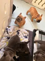 Marshmallow , a female French Bulldog for sale in Dallas, GA – Photo 5 of 5