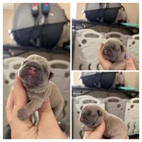 Marshmallow , a female French Bulldog for sale in Dallas, GA – Photo 2 of 5