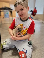 Marshmallow , a female French Bulldog for sale in Dallas, GA – Photo 1 of 5