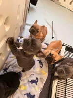 Cocoa, a male French Bulldog for sale in Dallas, GA – Photo 1 of 2