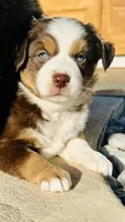 Sage , a female Miniature Australian Shepherd for sale in Blue Eye, MO – Photo 2 of 3