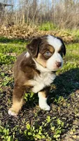 Sage , a female Miniature Australian Shepherd for sale in Blue Eye, MO – Photo 3 of 3