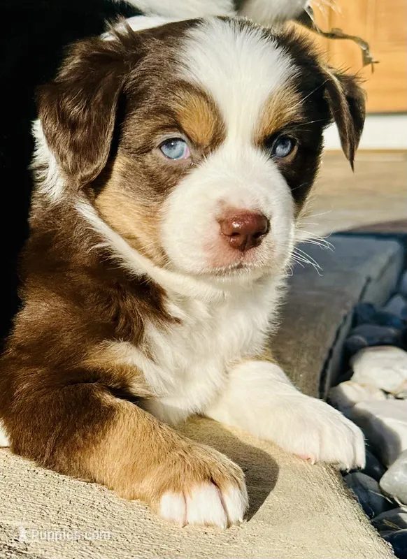 Sage  – Miniature Australian Shepherd puppy for sale in Blue Eye, MO