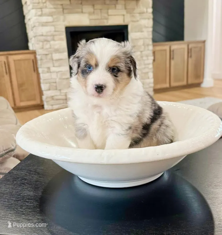 Colt  – Miniature Australian Shepherd puppy for sale in Blue Eye, MO
