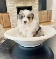Colt , a male Miniature Australian Shepherd for sale in Blue Eye, MO – Photo 1 of 3